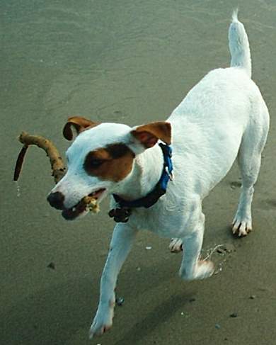 Les Jack Russell Terrier de l'affixe du Terrier de Lafont de La Gartempe