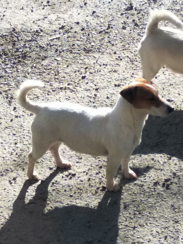 Preytty du Terrier de Lafont de La Gartempe