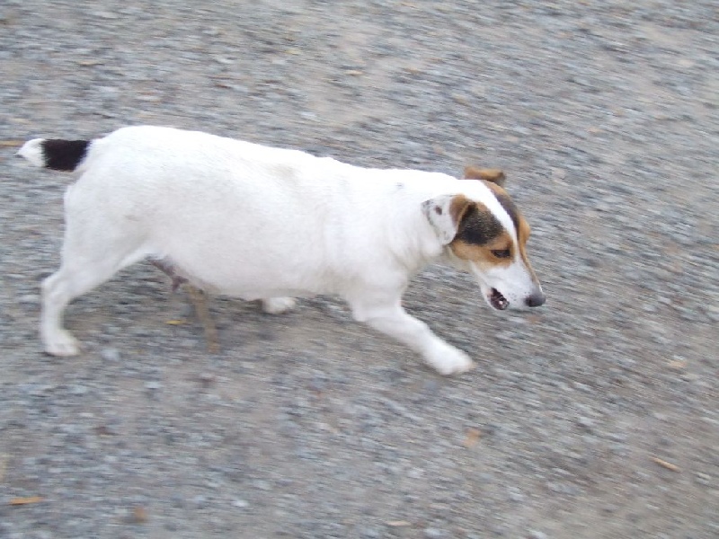 Honey du Terrier de Lafont de La Gartempe