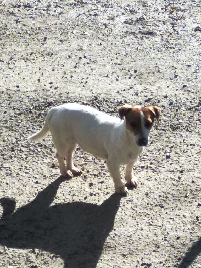 Preytty du Terrier de Lafont de La Gartempe