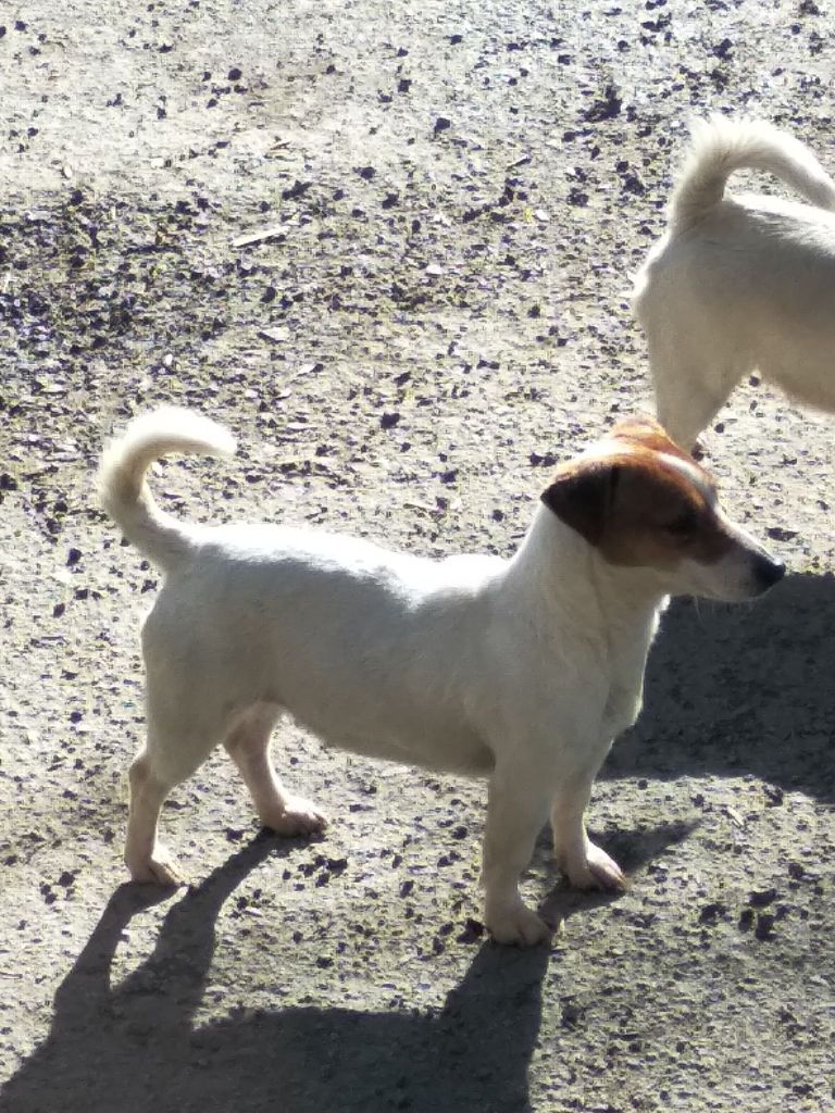 Preytty du Terrier de Lafont de La Gartempe