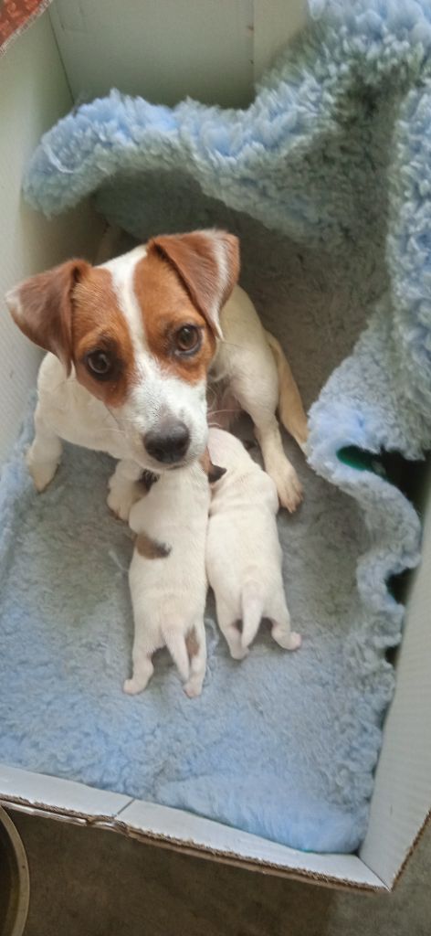 chiot Jack Russell Terrier du Terrier de Lafont de La Gartempe