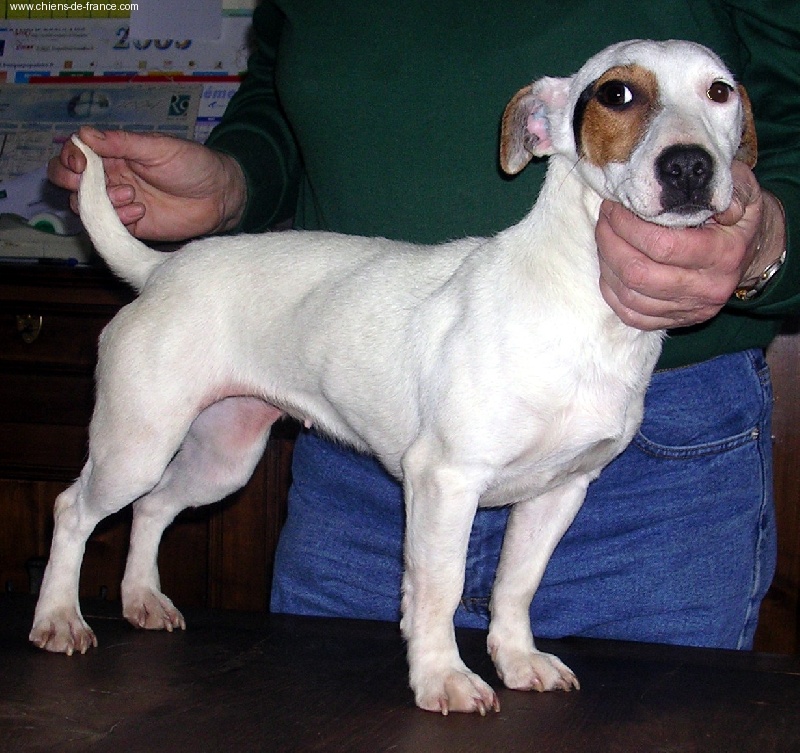 Ulotte du Terrier de Lafont de La Gartempe