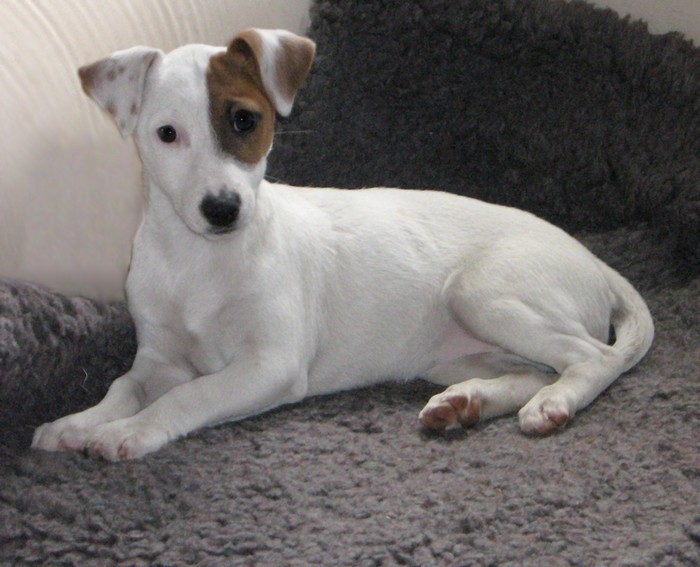 Beline du Terrier de Lafont de La Gartempe