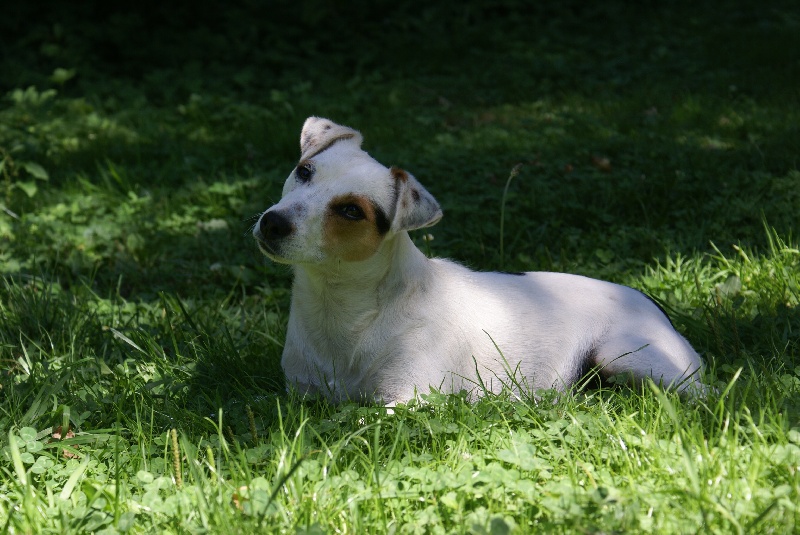 Diaoulig du Terrier de Lafont de La Gartempe