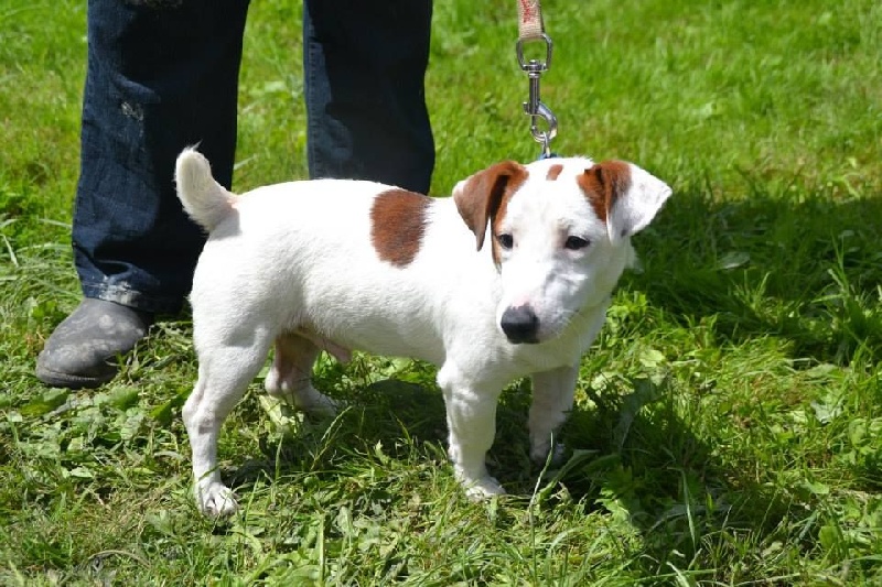 Idefix Du Haut Atlas