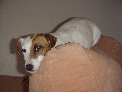 du Terrier de Lafont de La Gartempe